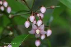 Ardisia solanacea